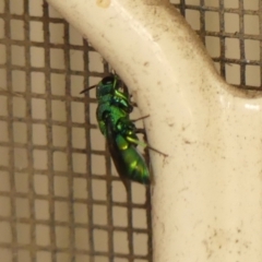 Chrysididae (family) at Wingecarribee Local Government Area - 27 Nov 2023 11:28 AM
