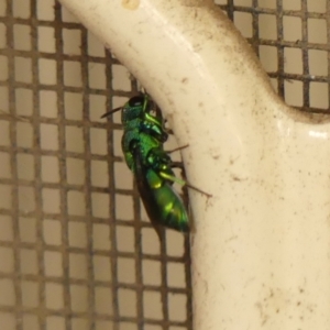 Chrysididae (family) at Wingecarribee Local Government Area - 27 Nov 2023