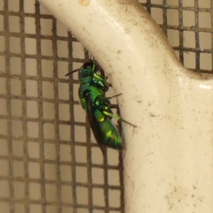 Chrysididae (family) at Wingecarribee Local Government Area - 27 Nov 2023 11:28 AM