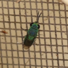 Chrysididae (family) at Wingecarribee Local Government Area - 27 Nov 2023 11:28 AM