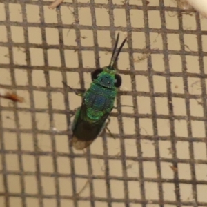 Chrysididae (family) at Wingecarribee Local Government Area - 27 Nov 2023