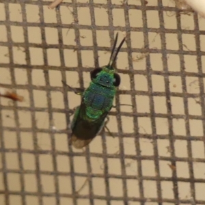Chrysididae (family) at Wingecarribee Local Government Area - 27 Nov 2023 11:28 AM