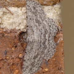 Psilosticha absorpta (Fine-waved Bark Moth) at Braemar - 28 Nov 2023 by Curiosity