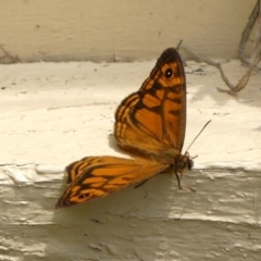 Geitoneura acantha (Ringed Xenica) at Braemar, NSW - 29 Nov 2023 by Curiosity