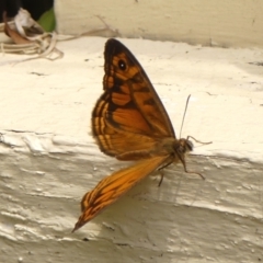 Geitoneura acantha at Wingecarribee Local Government Area - 29 Nov 2023 01:20 PM
