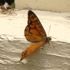 Geitoneura acantha at Wingecarribee Local Government Area - 29 Nov 2023