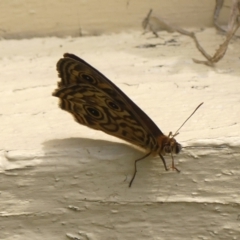 Geitoneura acantha at Wingecarribee Local Government Area - 29 Nov 2023