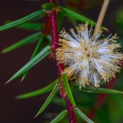 Acacia ulicifolia (Prickly Moses) at Brunswick Heads, NSW - 1 Oct 2023 by mmpix