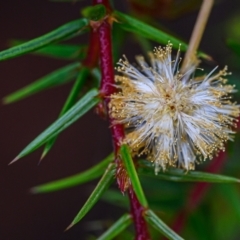 Acacia ulicifolia (Prickly Moses) at Wallum - 2 Oct 2023 by mmpix