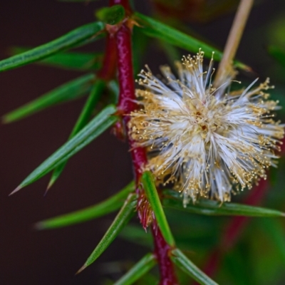 Acacia ulicifolia (Prickly Moses) at Wallum - 2 Oct 2023 by mmpix