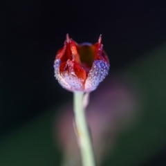 Xyris sp. at Wallum - 2 Oct 2023 by mmpix