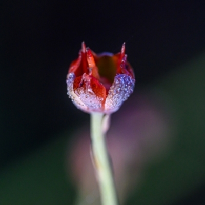 Xyris sp. at Wallum - 2 Oct 2023 by mmpix