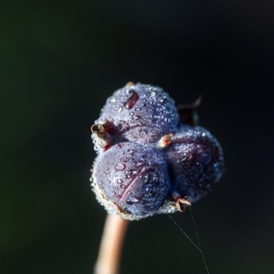 Unidentified Plant at Wallum - 17 Sep 2023 by mmpix