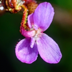 Stylidium sp. (Trigger Plant) at Wallum - 17 Sep 2023 by mmpix