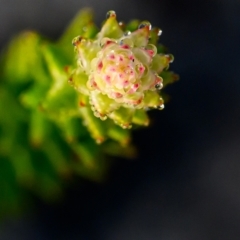 Unverified Plant at Wallum - 18 Sep 2023 by mmpix