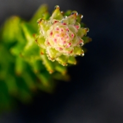 Unidentified Plant at Wallum - 17 Sep 2023 by mmpix