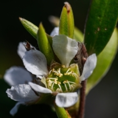 Leptospermum sp. (Tea Tree) at Brunswick Heads, NSW - 1 Oct 2023 by mmpix