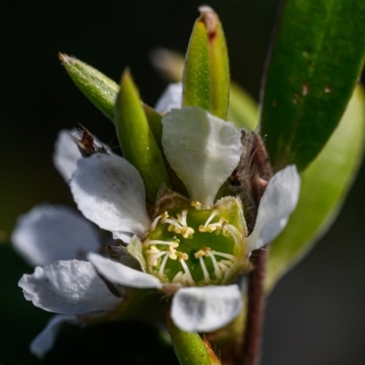 Leptospermum sp. (Tea Tree) at Wallum - 1 Oct 2023 by mmpix