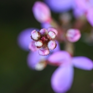 Stylidium sp. at Wallum - 18 Sep 2023