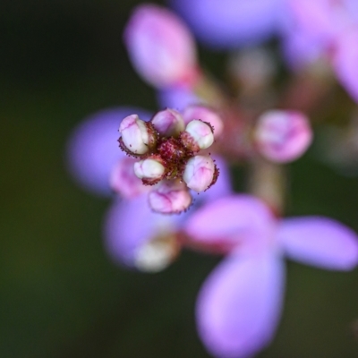 Stylidium sp. (Trigger Plant) at Brunswick Heads, NSW - 17 Sep 2023 by mmpix