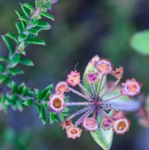 Pomax umbellata at Wallum - 13 Nov 2023 04:08 PM