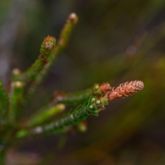 Epacris microphylla (Coral Heath) at Brunswick Heads, NSW - 21 Nov 2023 by mmpix