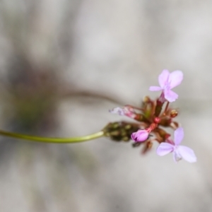 Stylidium sp. at Wallum - 13 Nov 2023