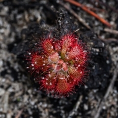 Drosera spatulata (Common Sundew) at Brunswick Heads, NSW - 13 Nov 2023 by mmpix