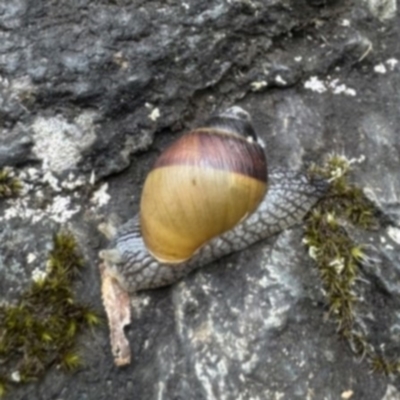 Bothriembryon glauerti at Stirling Range National Park, WA - 15 Nov 2023 by Kate2602