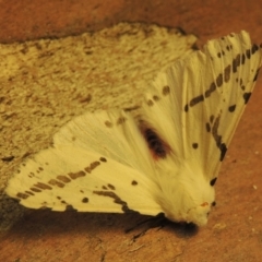 Ardices canescens (Dark-spotted Tiger Moth) at Conder, ACT - 29 Nov 2023 by MichaelBedingfield