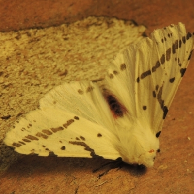 Ardices canescens (Dark-spotted Tiger Moth) at Conder, ACT - 29 Nov 2023 by michaelb