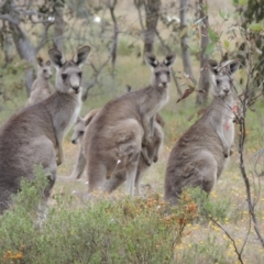 Macropus giganteus (Eastern Grey Kangaroo) at Evatt, ACT - 4 Nov 2023 by michaelb