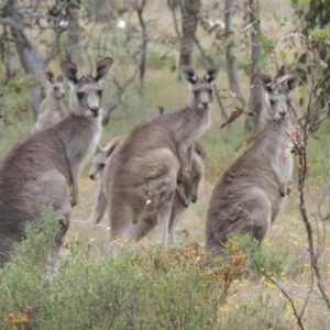 Macropus giganteus at Mulligans Flat - 4 Nov 2023 01:57 PM