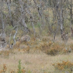 Macropus giganteus at Mulligans Flat - 4 Nov 2023 01:57 PM