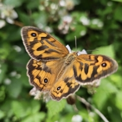 Heteronympha merope (Common Brown Butterfly) at QPRC LGA - 30 Nov 2023 by MatthewFrawley