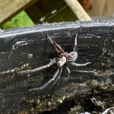 Badumna sp. (genus) (Lattice-web spider) at GG182 - 30 Nov 2023 by KMcCue