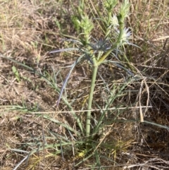 Eryngium ovinum (Blue Devil) at Watson, ACT - 27 Nov 2023 by waltraud