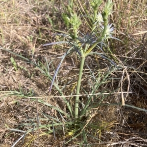 Eryngium ovinum at Mount Majura - 27 Nov 2023