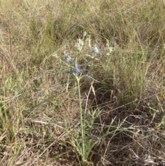 Eryngium ovinum at Mount Majura - 27 Nov 2023