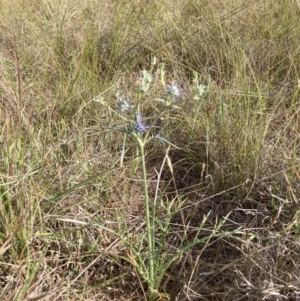 Eryngium ovinum at Mount Majura - 27 Nov 2023 05:12 PM