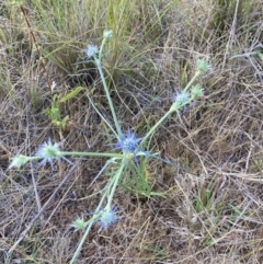 Eryngium ovinum at Mount Majura - 27 Nov 2023