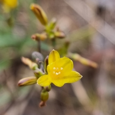 Tricoryne elatior (Yellow Rush Lily) at Kaleen, ACT - 25 Nov 2023 by MattYoung