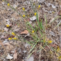 Tricoryne elatior at Lawson North Grasslands - suppressed