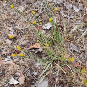 Tricoryne elatior at Lawson North Grasslands - 25 Nov 2023