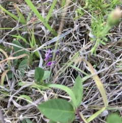 Glycine tabacina (Variable Glycine) at Mount Majura - 27 Nov 2023 by waltraud