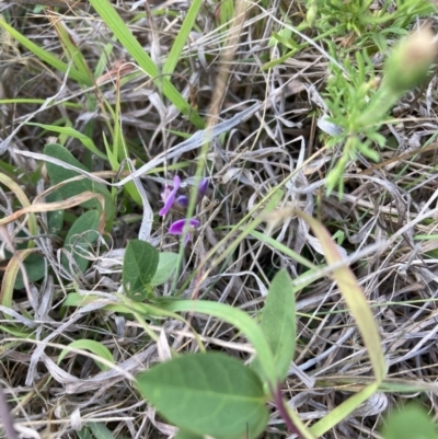 Glycine tabacina (Variable Glycine) at Mount Majura - 27 Nov 2023 by waltraud