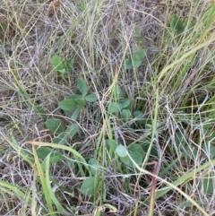 Glycine tabacina at Mount Majura - 27 Nov 2023