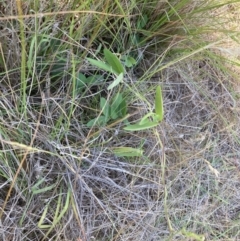 Glycine tabacina at Mount Majura - 27 Nov 2023