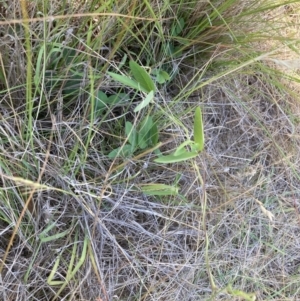 Glycine tabacina at Mount Majura - 27 Nov 2023