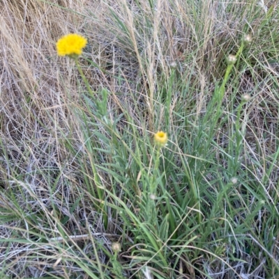 Rutidosis leptorhynchoides (Button Wrinklewort) at Mount Majura - 27 Nov 2023 by waltraud